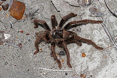 Valdes Vogelspinne