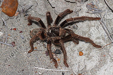 Valdes Vogelspinne