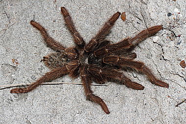 Valdes Vogelspinne