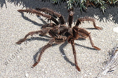 Valdes Vogelspinne