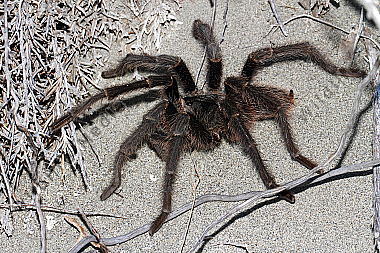 Valdes Vogelspinne