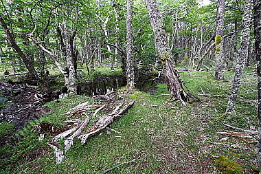 Patagonischer Urwald