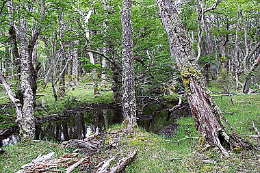 Patagonischer Urwald
