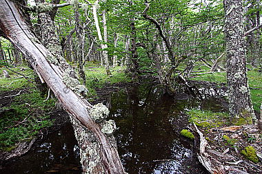 Patagonischer Urwald