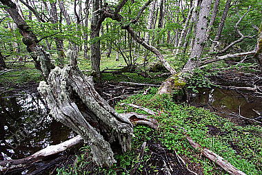 Patagonischer Urwald