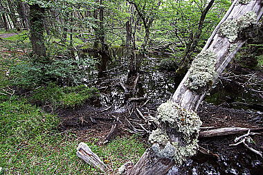 Patagonischer Urwald
