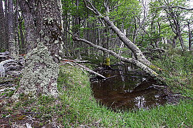 Patagonischer Urwald