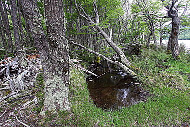 Patagonischer Urwald