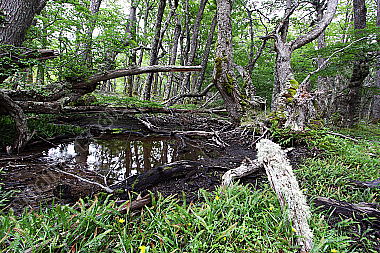 Patagonischer Urwald