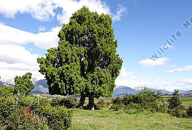 Chilenische Buschlandschaft