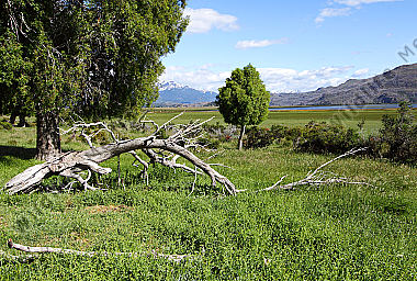 Chilenische Buschlandschaft