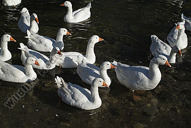 Zoologie - Vögel