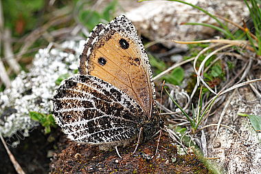 Gletscherfalter