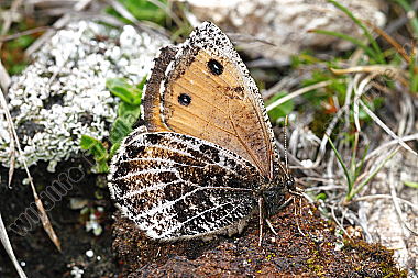 Gletscherfalter