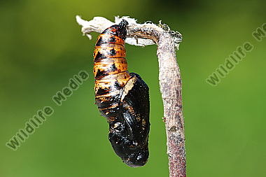 Großer Perlmuttfalter Puppe