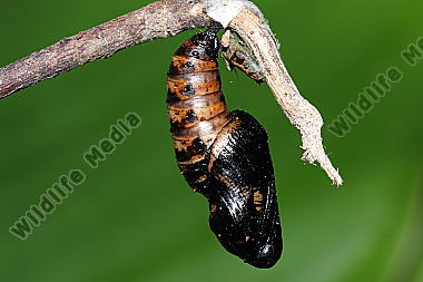 Großer Perlmuttfalter Puppe