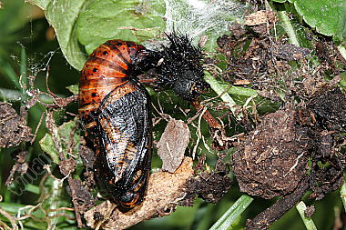 Großer Perlmuttfalter Puppe