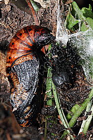 Großer Perlmuttfalter Puppe