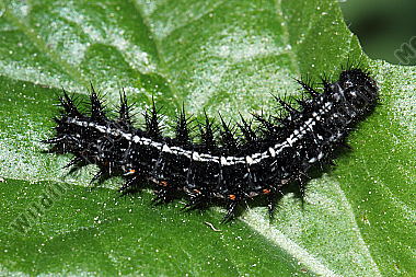 Großer Perlmuttfalter Raupe