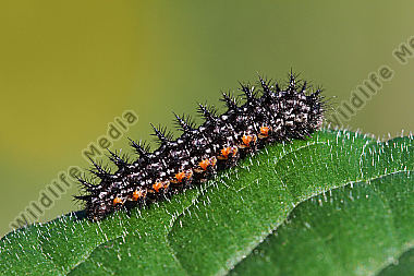 Großer Perlmuttfalter Raupe