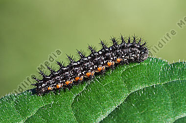 Großer Perlmuttfalter Raupe