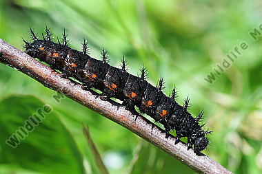 Großer Perlmuttfalter Raupe