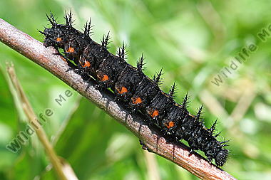 Großer Perlmuttfalter Raupe