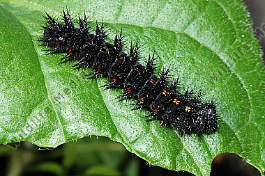 Großer Perlmuttfalter Raupe