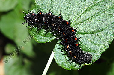Großer Perlmuttfalter Raupe