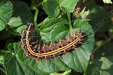 Kaisermantel Raupe
