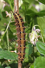 Kaisermantel Raupe