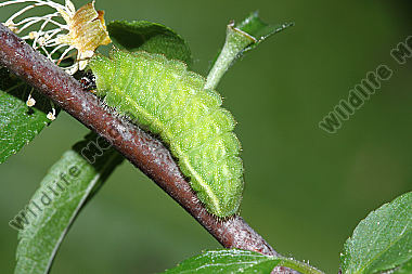 Kleiner Schlehenzipfelfalter Raupe