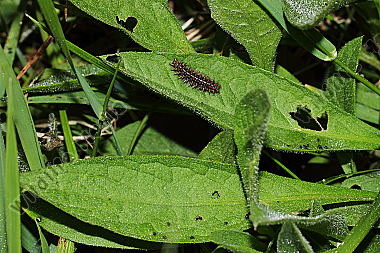 Mittlerer Perlmuttfalter Raupe