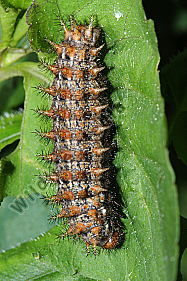 Mittlerer Perlmuttfalter Raupe
