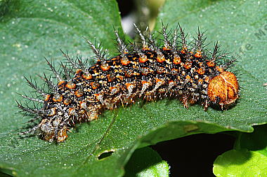 Mittlerer Perlmuttfalter Raupe