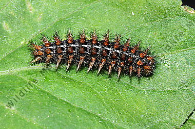 Mittlerer Perlmuttfalter Raupe