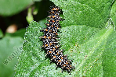 Mittlerer Perlmuttfalter Raupe