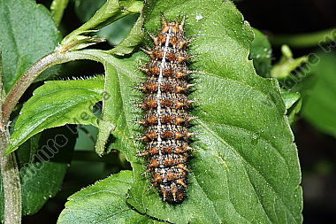 Mittlerer Perlmuttfalter Raupe