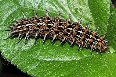 Mittlerer Perlmuttfalter Raupe