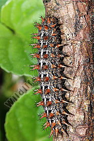 Mittlerer Perlmuttfalter Raupe