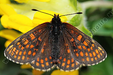 Ostalpiner Scheckenfalter