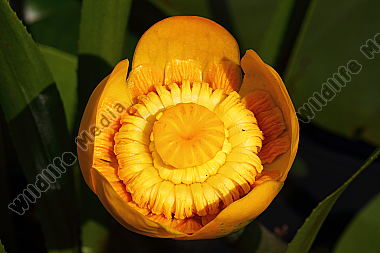 Teichrose