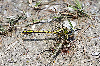 Westliche Keiljungfer