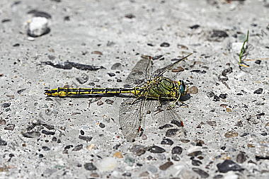 Westliche Keiljungfer