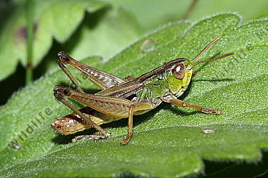 Zwerggrashüpfer