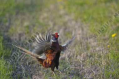 Huehnervogel