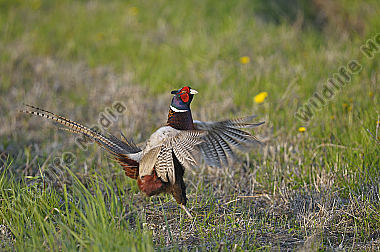 Huehnervogel