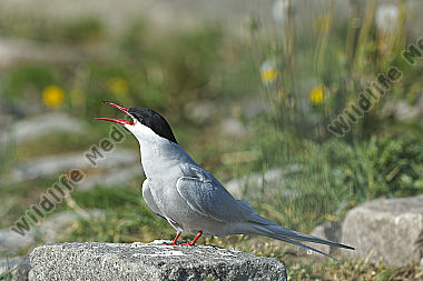 Küste