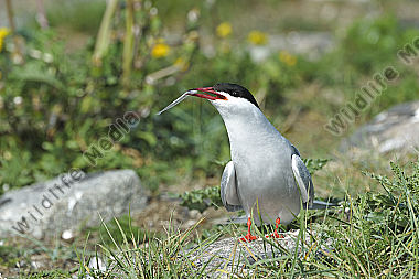 Küste