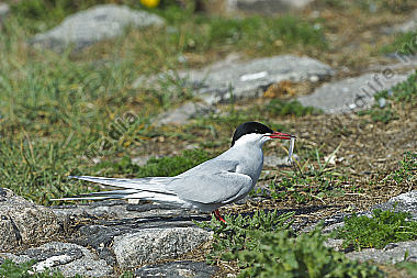 Küste
